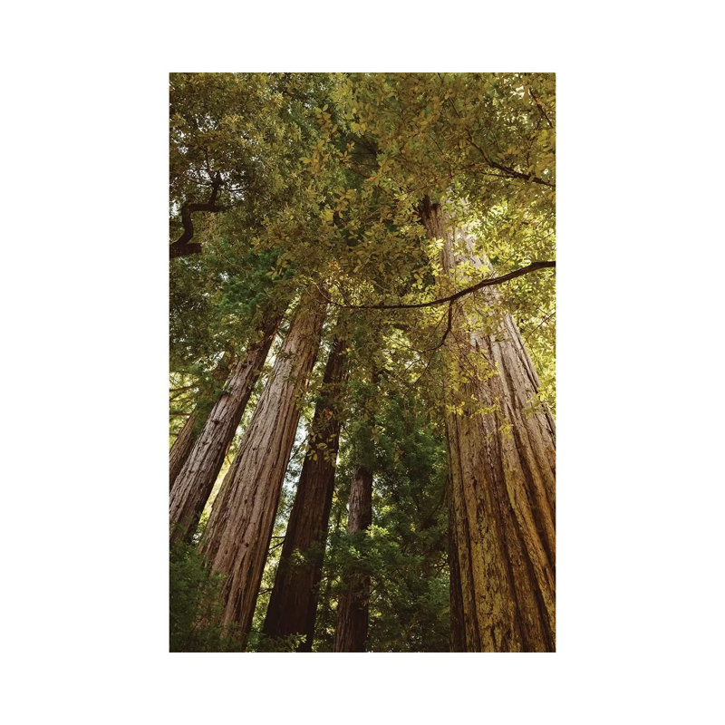 Redwood Forest by Bethany Young - Print on Canvas, 66.04cm H x 45.72cm W x 1.91cm D, Wrapped Canvas