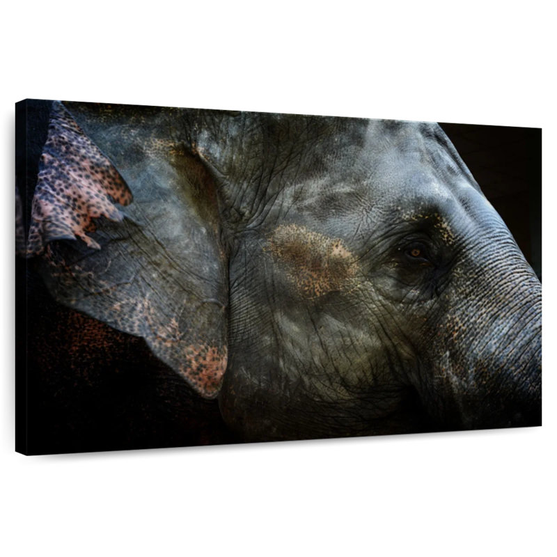 Asian Elephant Eye, 34" H x 51" W