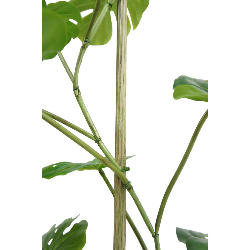 TREE MONSTERA GROWER 5FT