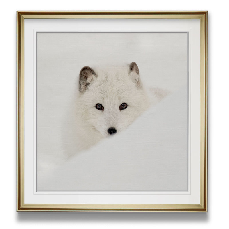 «Arctic Fox», reproduction de photo, H 27 po x l 27 po x p 1,5 po, Cadre doré