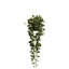 Philodendron plante en panier-1358739946