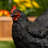 8"H Indoor/Outdoor Resting Hen Garden Statue-95852216