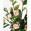 Beau Toile Rose Branch Arrangement