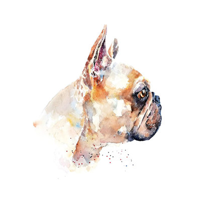 Frenchie - Wrapped Canvas Painting