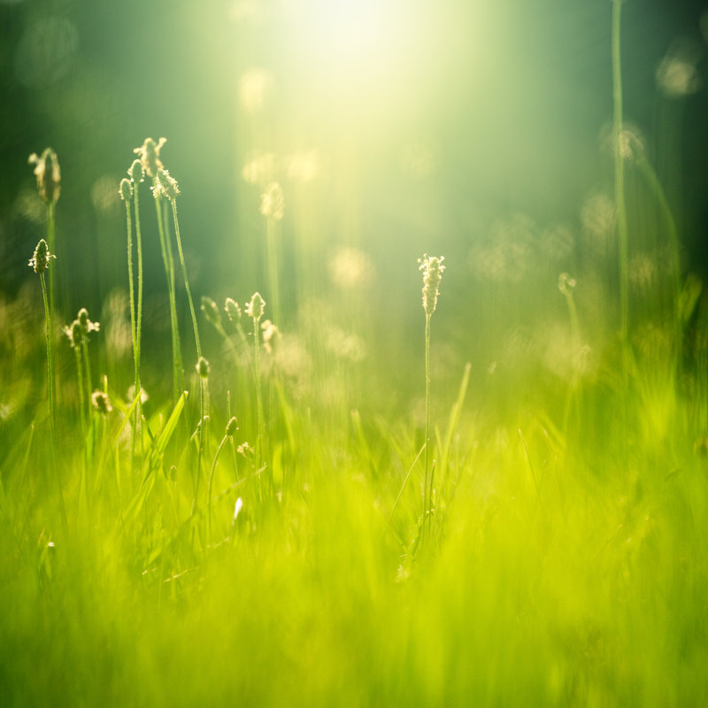 Green Field with Sunlight by Jeja, 30" H x 30" W