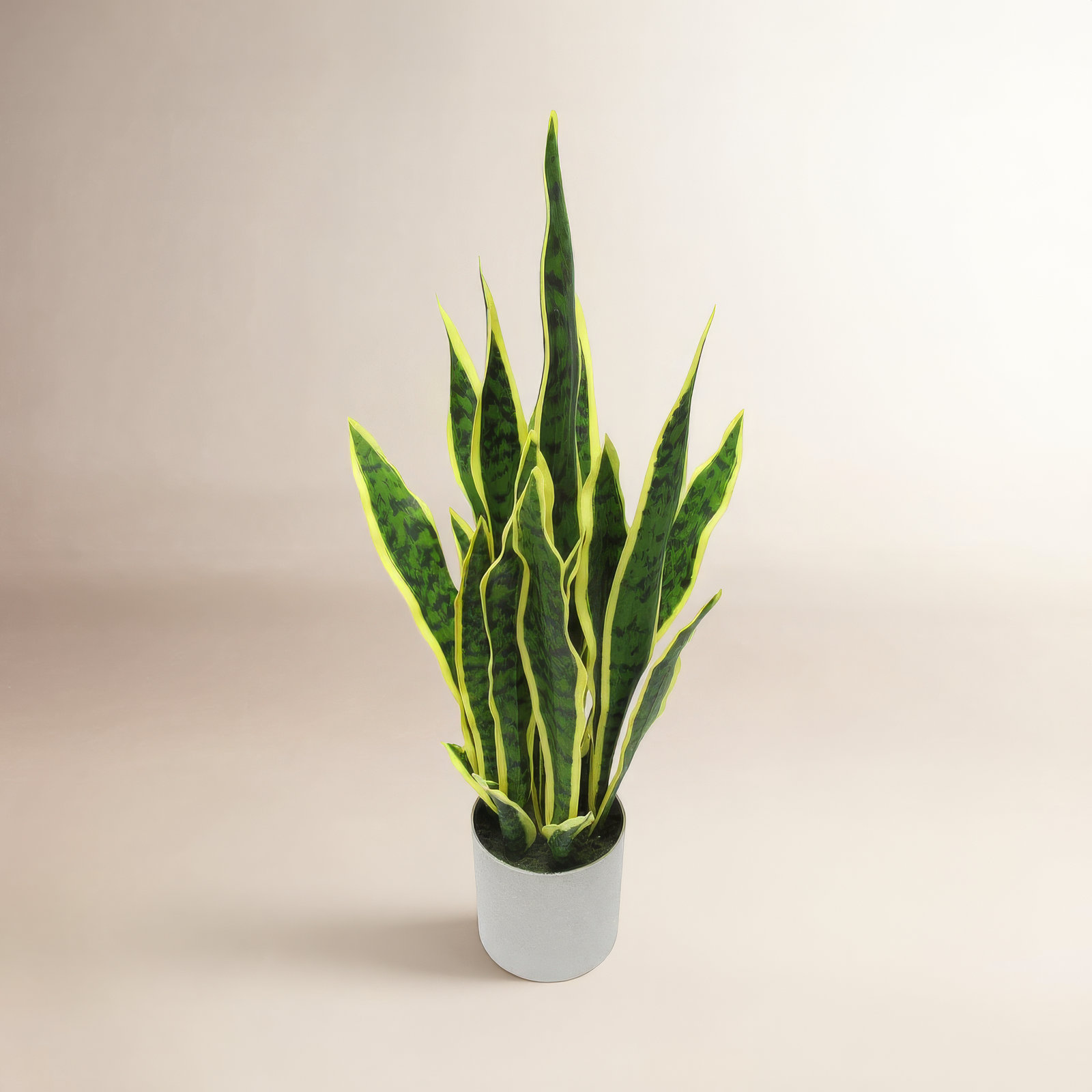 36" Snake Plant in Pot, 25'' H x 11'' W x 11'' D