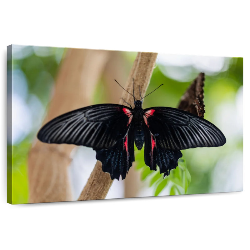 Brampt Swallowtail Butterfly