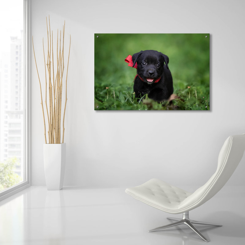 «Black Lab Pup 10» par Jonathan Ross, H 24 po x l 36 po x P 0,2 po