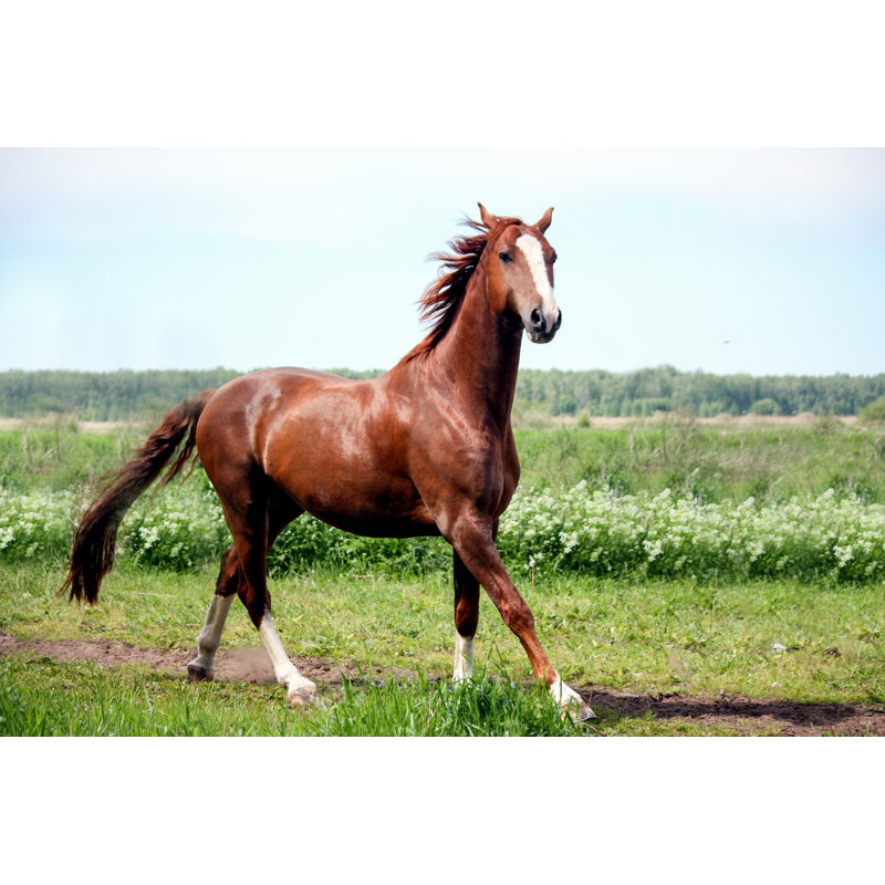 Chestnut Horse Galloping - Wrapped Canvas Print, 51cm H x 76cm W x 3.8cm D