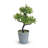 Small Leave Topiary In Pot