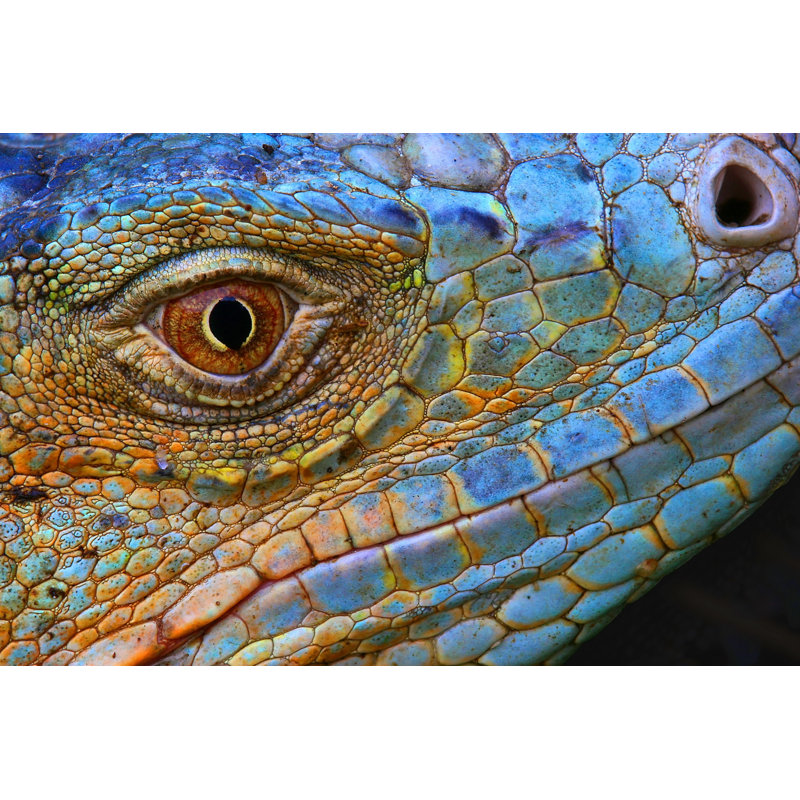 Close-up Of Scaly Blue Iguana Head by Tessarthetegu - Wrapped Canvas Print, 20cm H x 30cm W x 3.8cm D