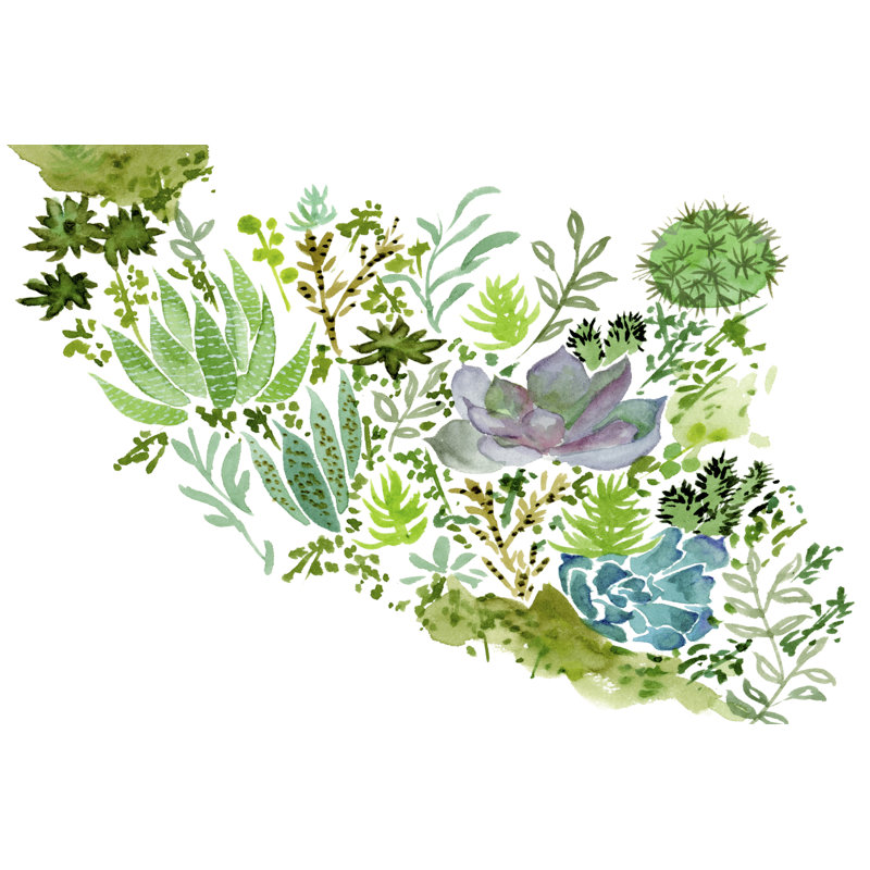 Succulent Field II, H 20 po x l 30 po x P 1,25 po