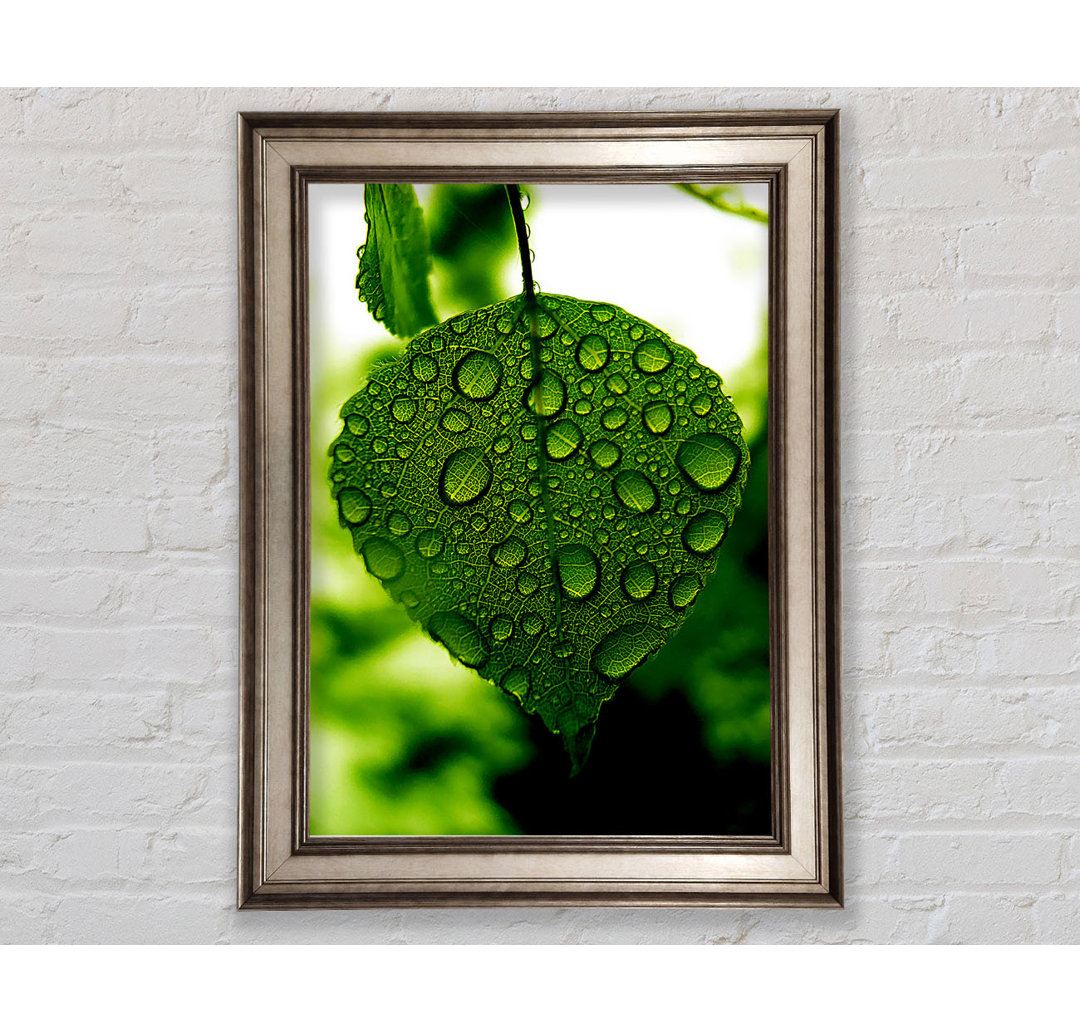 Gerahmtes Leinwandbild Waterdrops On A Leaf