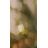  2ft Prelit Mini Christmas Tree, PE Artificial Tabletop Tree with Warm White Plug-In Lights, Realistic Branch Tips for Home Office Decor, Green