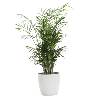 Live Neanthe Bella Palm Plant in Classic Pot