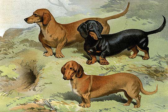 « dachshunds » par vero shaw, reproduction d’art