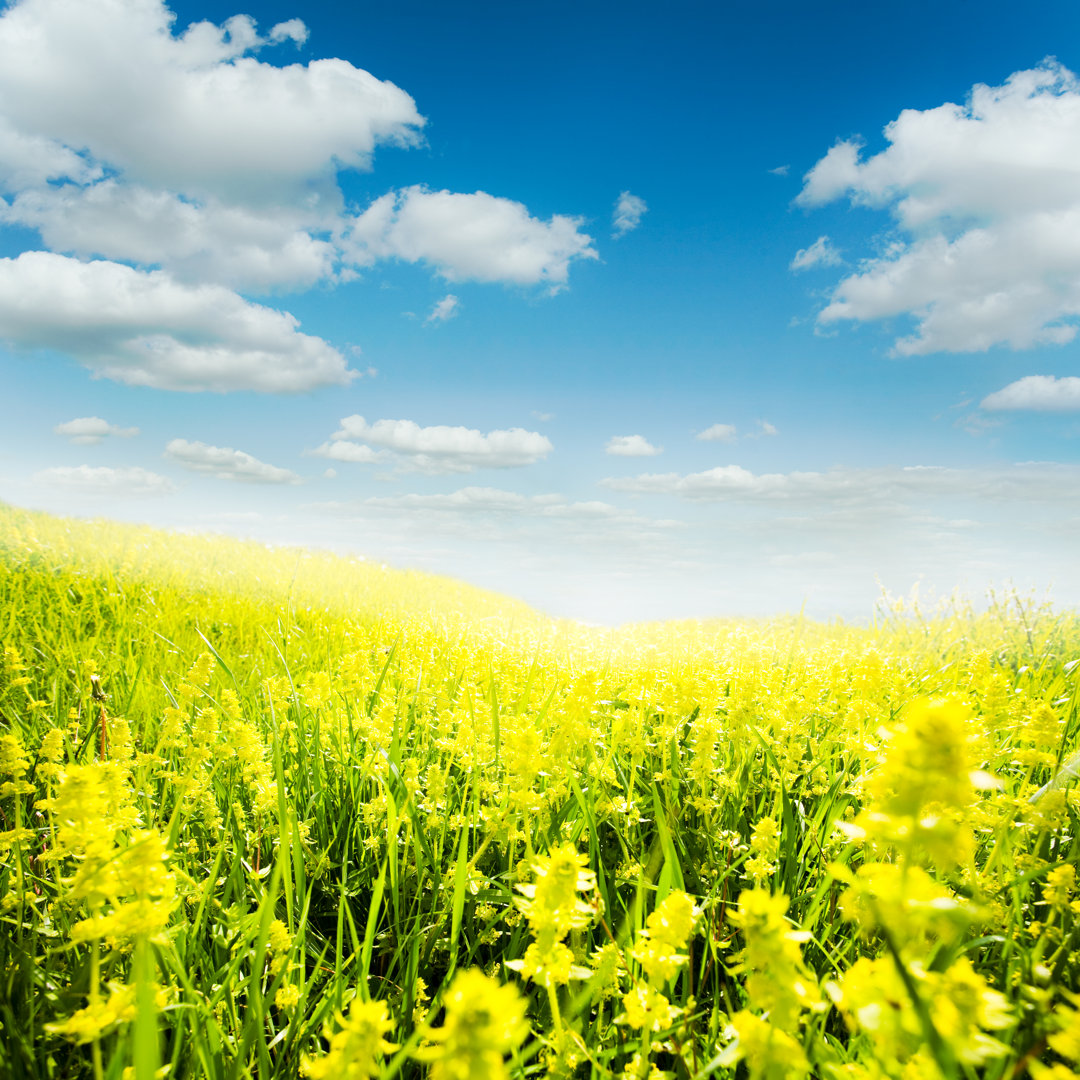 Ein sonniger Tag in einem grünen Feld mit hohem Gras