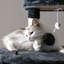 Arbre à chat 68 po-1392743692