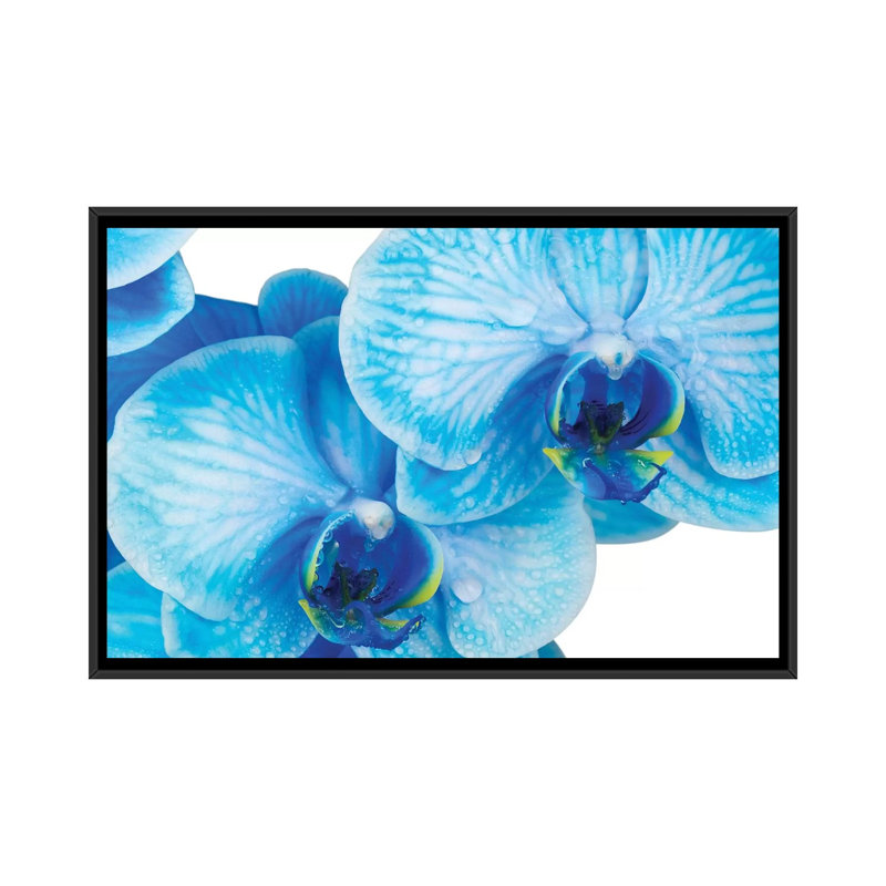 Blue Orchid IV by Glauco Meneghelli - Print on Canvas, Black Floater Frame, 101.6 cm H x 66.04 cm W