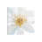 Contemporary Clematis Gray by Danhui Nai - Wrapped Canvas Gallery-Wrapped Canvas Giclée-688753443