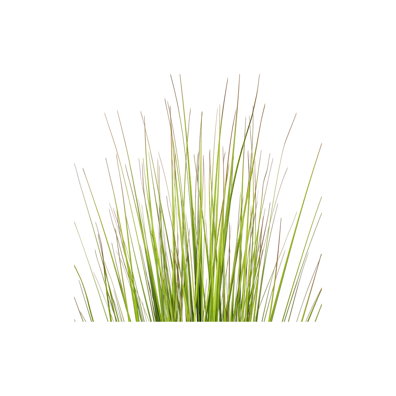 Potted Green Lemongrass., 60" H x 11" W x 11" D