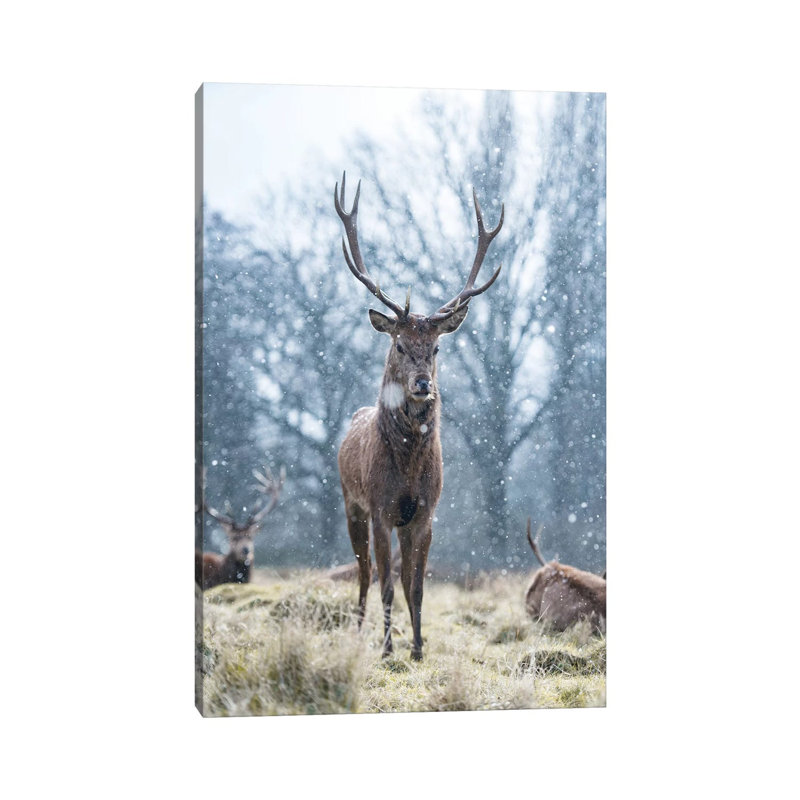 Snowflake Surprise by Max Ellis - Wrapped Canvas Print, 20.32 cm H x 30.48 cm W