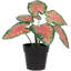 8 plantes