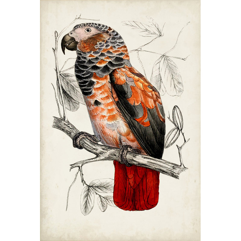 Antique Parrot Pair II - Wrapped Canvas Painting, 122 cm H x 81 cm W, Wrapped Canvas