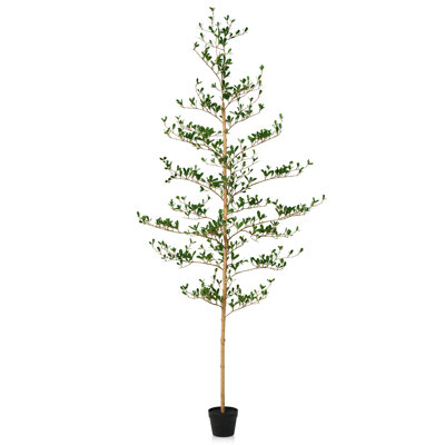 Adcock Olive Tree in Pot