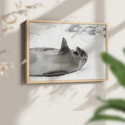 Laughing Seal -Framed Print - Restickable