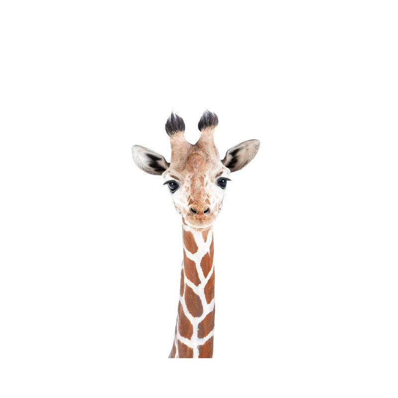 Baby Giraffe 1 Piece Wrapped Canvas Wall Art, 20.32 cm H x 30.48 cm W