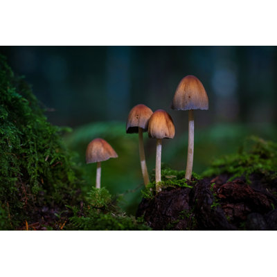 Wild Mushrooms by EmilyNorton - Wrapped Canvas Print