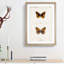 Atlantis Fritillary Butterfly by S.F. Denton - Framed Print-55456978-55456979