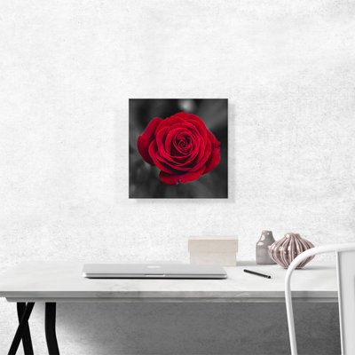 «Red Rose Flower in Garden», impression sur toile tendue