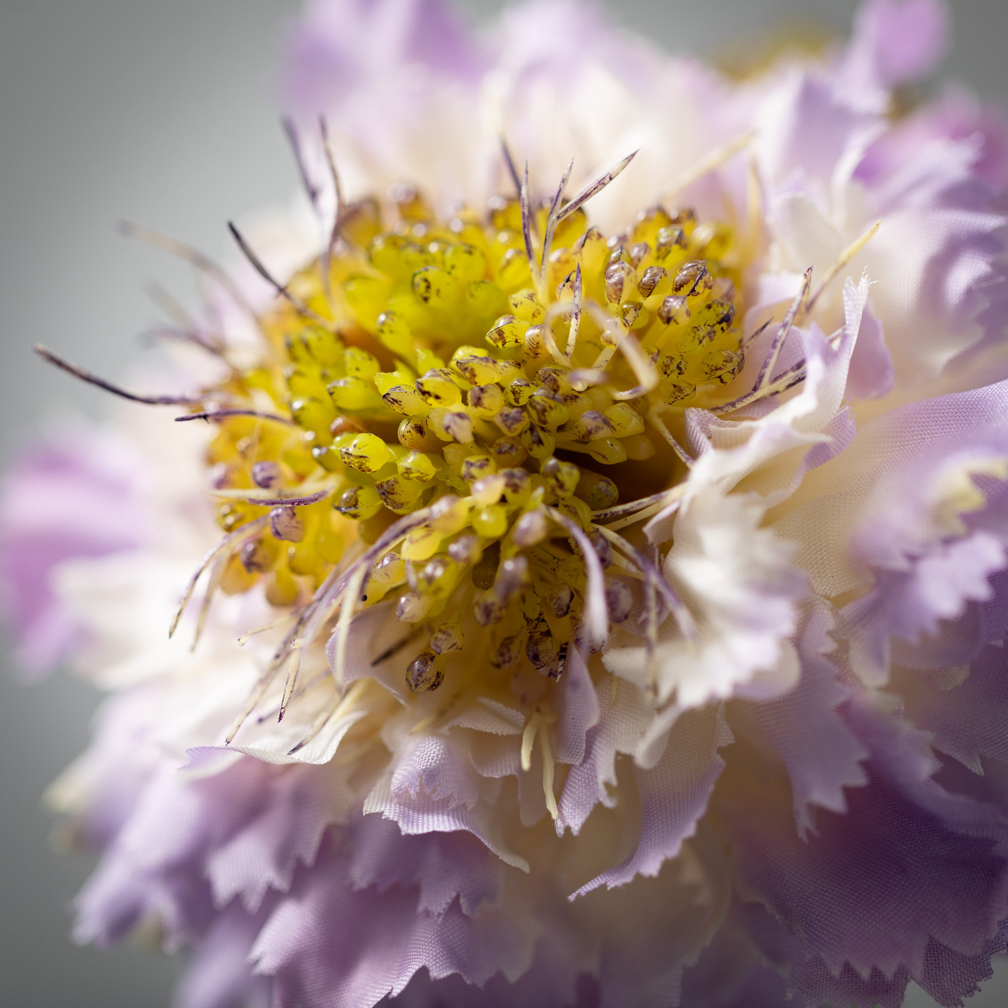 Vibrant Bloom Scabiosa Sprays, Purple