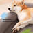 Cotton Pet Bed-100530337