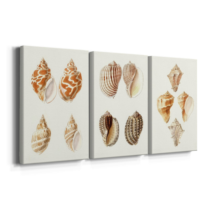 Lamarck Shells IV - Toile tendue sur mesure avec châssis - 3 pièces, H 27 po x l 54 po
