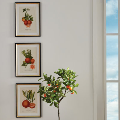 CITRIS CUTTINGS STUDY, SET OF 4