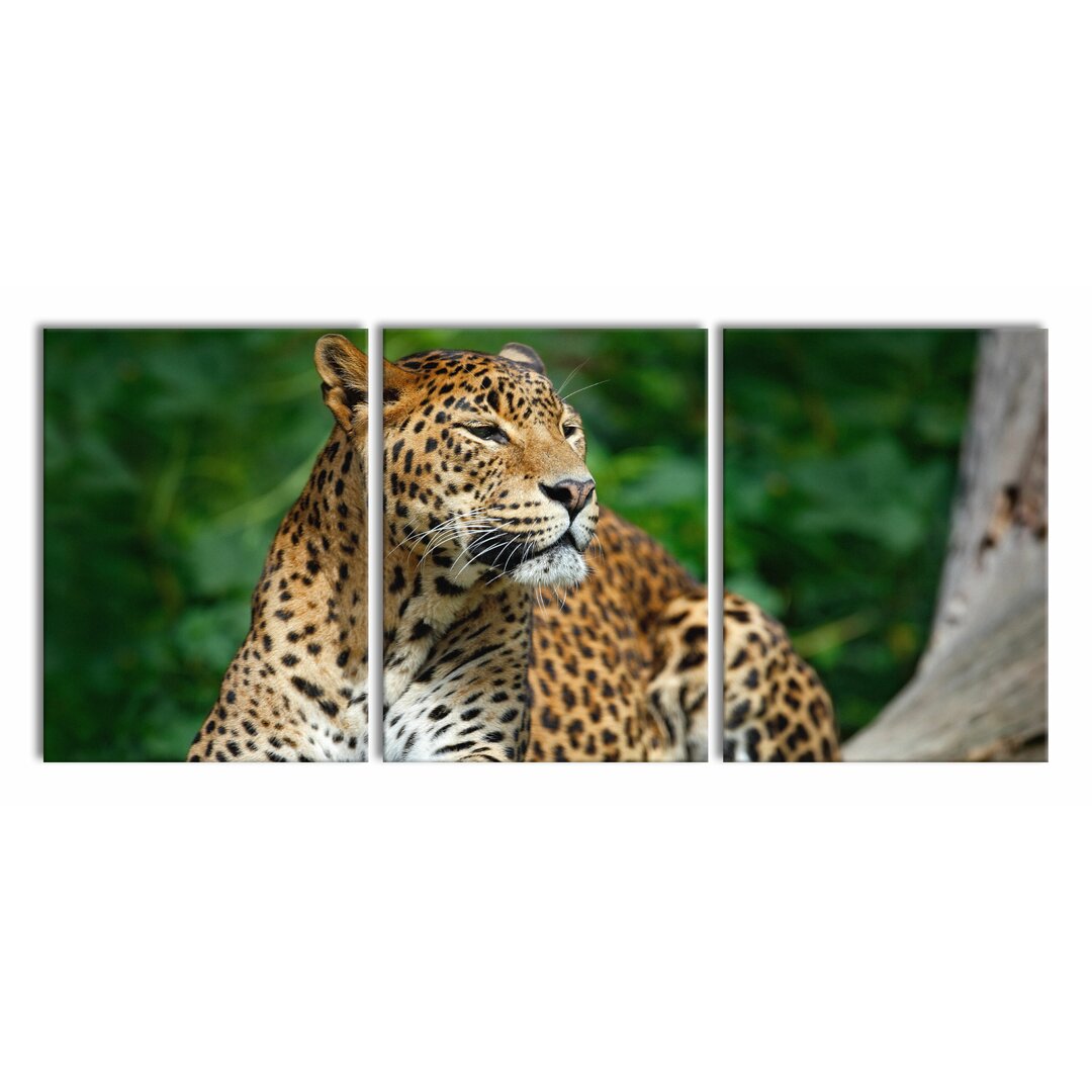 3-tlg. Leinwandbilder-Set Beautiful Leopard in Nature