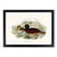 Blue Billed Duck by Elizabeth Gould - Picture Frame Painting Print-55544366-55544367