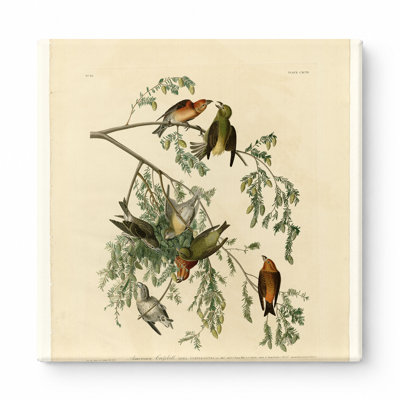 American Crossbill (planche 197) - art mural carré sur toile