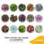 48 Piece Costa Farms Live Mini Succulent Low Maintenance Plant in Ceramic Pot