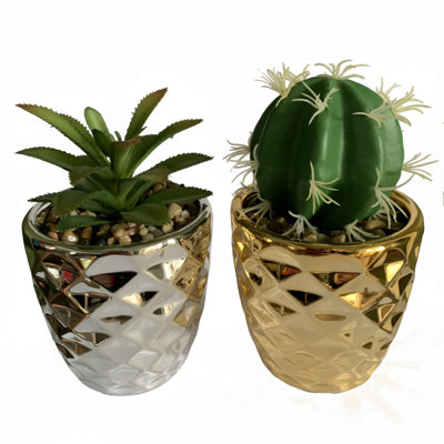 Annistin Arrangement in Planter
