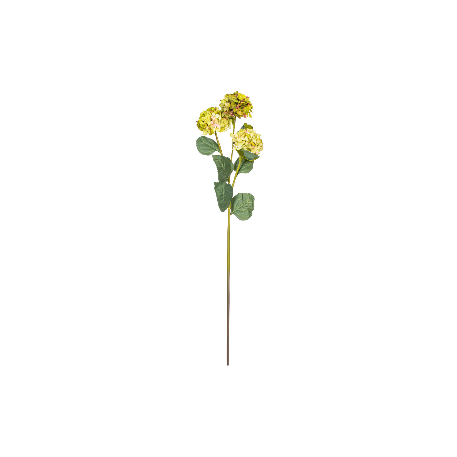 Hydrangea Stem, Green