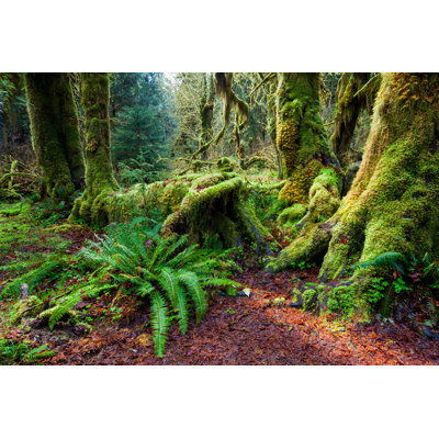 Rain Forest In Olympic National Park - Wrapped Canvas Print