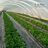 Weed Barrier Pro 3oz 4' x 100' Weed Barrier Landscape Fabric Ground Cover