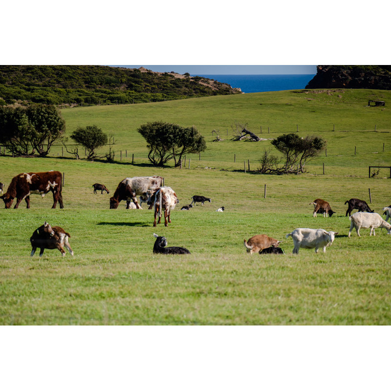 Animal Grazing by Bina Taylor - Wrapped Canvas Print, 20cm H x 30cm W x 3.8cm D