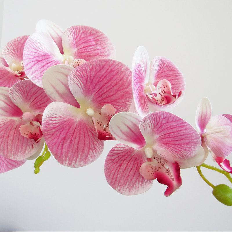 Orchid Arrangement, Cream Pink