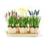 Rosy Stripe Triple Potted Blooms