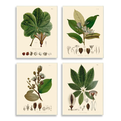 «Plant Anatomy charte», Illustration scientifique rétro - ensemble de 4 impressions